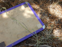 Frasera albicaulis modocensis