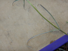 Frasera albicaulis modocensis