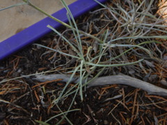 Frasera albicaulis modocensis