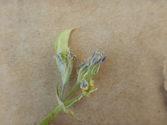 Frasera albicaulis modocensis