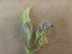 Frasera albicaulis modocensis