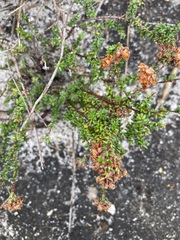 Erica clavisepala