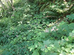 Rubus bifrons
