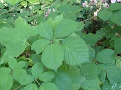 Rubus bifrons