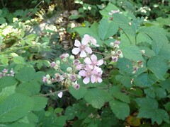Rubus bifrons