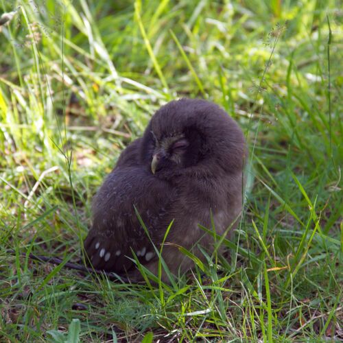 Boreal Owl (Aegolius funereus), a species recorded in Alaska