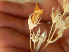 Frasera albicaulis modocensis