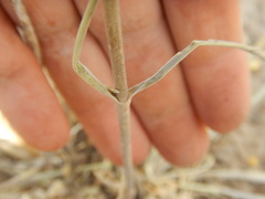 Frasera albicaulis modocensis