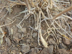 Frasera albicaulis modocensis