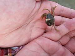 Carcinus maenas
