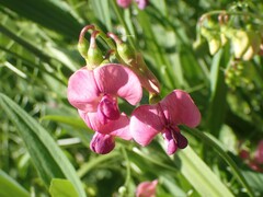 Lathyrus sylvestris