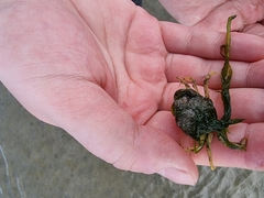 Carcinus maenas