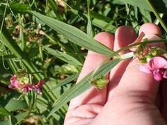 Lathyrus sylvestris