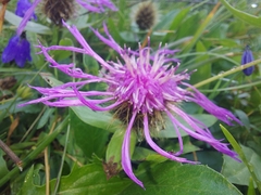 Centaurea nervosa