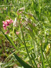 Lathyrus sylvestris