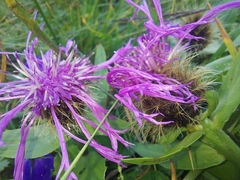 Centaurea nervosa