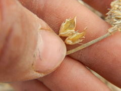 Frasera albicaulis modocensis