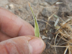 Frasera albicaulis modocensis