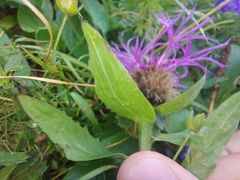 Centaurea nervosa