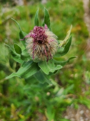 Centaurea nervosa