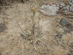 Frasera albicaulis modocensis