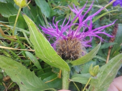 Centaurea nervosa