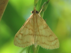 Paracorsia repandalis