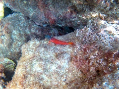 Tripterygion melanurus