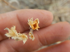 Frasera albicaulis modocensis