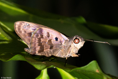 Polygonus leo pallida