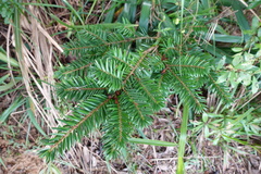 Keteleeria fortunei