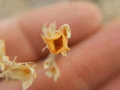 Frasera albicaulis modocensis