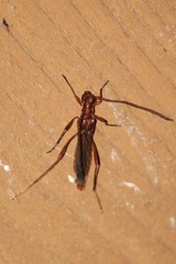 Necydalis laevicollis