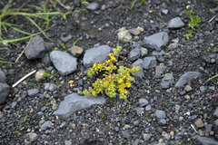 Sedum annuum