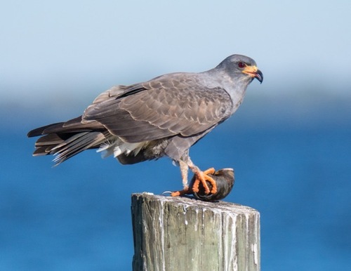 Snail Kite