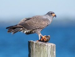 Rostrhamus sociabilis plumbeus