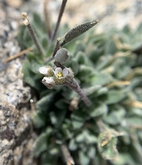 Draba californica