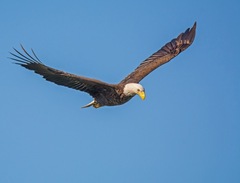 Haliaeetus leucocephalus leucocephalus