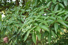 Schima superba superba