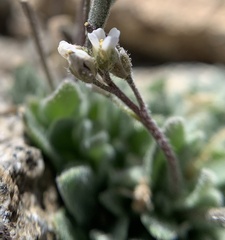 Draba californica