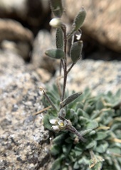 Draba californica