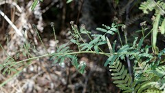 Mimosa hystricina