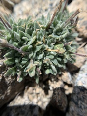 Draba californica