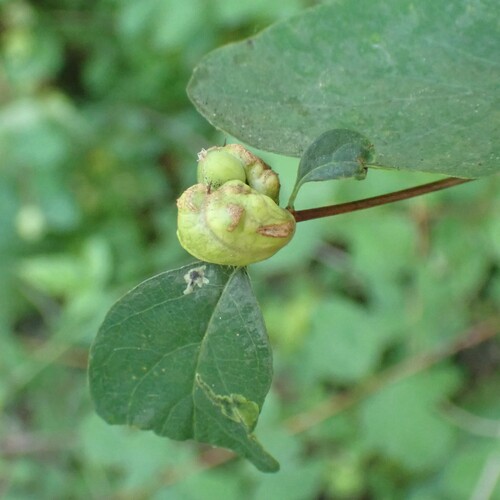 Snowberry Sawfly photo 2