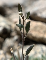 Draba californica