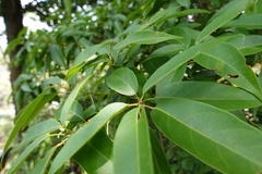 Schima superba superba