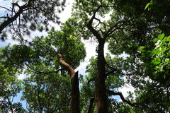 Schima superba superba