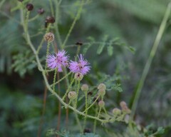 Mimosa hystricina