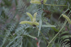 Mimosa hystricina