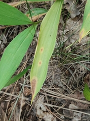 Botrytis convallariae